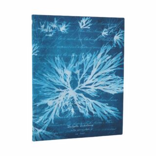 Sea Flowers-Anna Atkins’ Cyanotypes